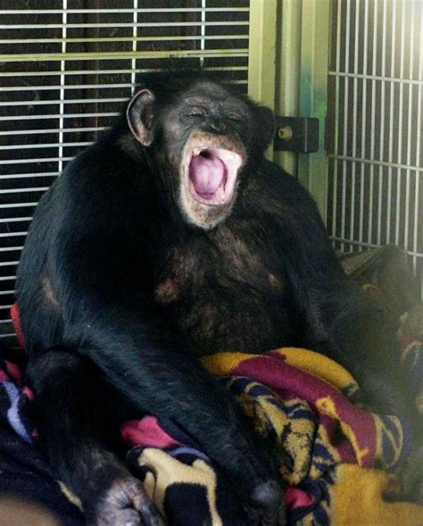 Stamford chimp attack victim Charla Nash receives face transplant