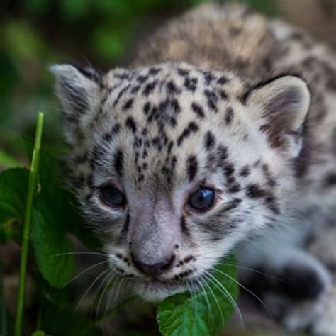 Awwww....New Pictures of Baby Snow Leopard! - Como Zoo Conservatory