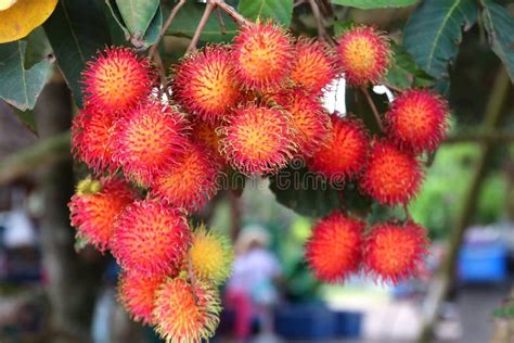 Rambutan fruit on tree stock image. Image of fruit, countryside - 185982315