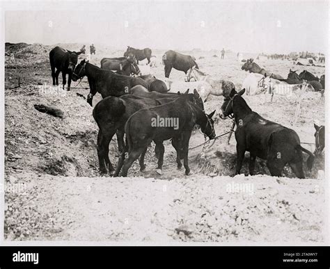 WW1 World War I - Trenches Hindenburg line being used as horse lines ...