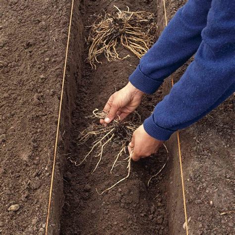 How to Grow and Plant Asparagus: All for the Pasta and Salad Bowl