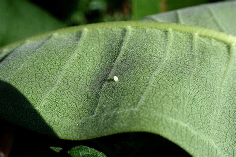 A Niagara Region Garden: a Monarch Butter-fly and her eggs