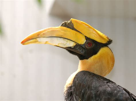 The Online Zoo - Great Hornbill