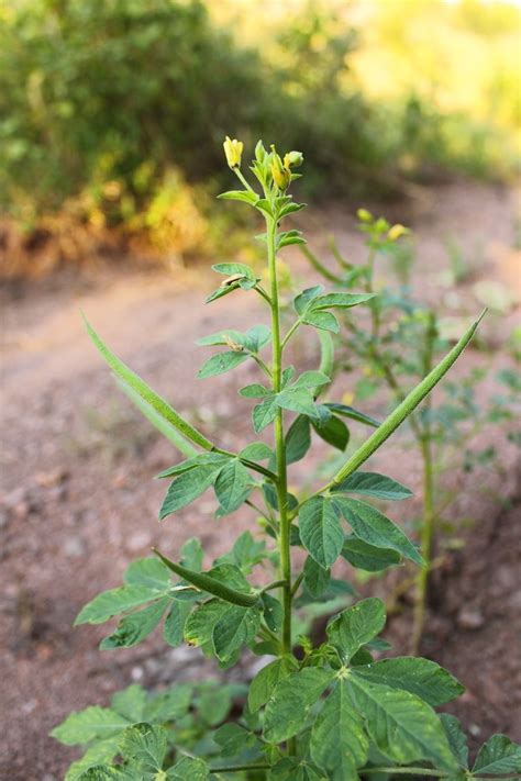 Cleome viscosa ~ Everything You Need to Know with Photos | Videos