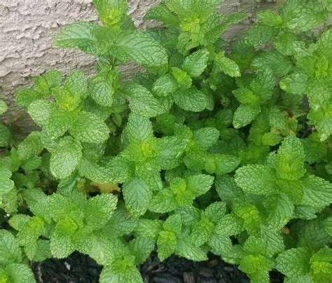 9 Ways to Use Mint Leaves From Your Garden - Delishably