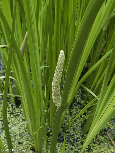 Acorus americanus (Sweet-flag): Minnesota Wildflowers