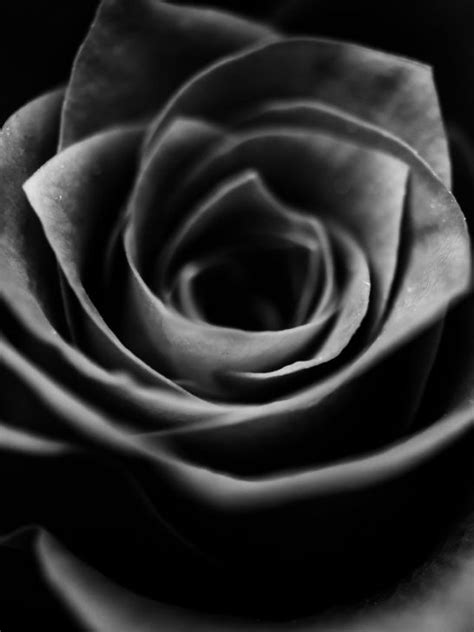 Symbolism of Black Rose: What Does it Mean?