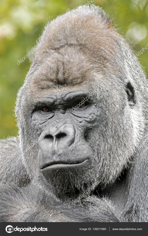 Male silverback gorilla Stock Photo by ©EBFoto 139211060