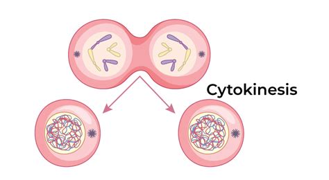 Meiosis 1 Cytokinesis 1