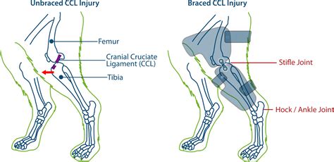 Dog Stifle CCL/ACL | Injury Support Brace — PawOpedic