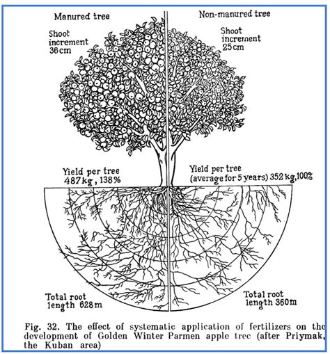 Tree Root System Diagram