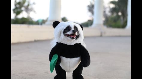 Pandaloon Panda Puppy Dog Costume AS SEEN ON SHARK TANK! - YouTube