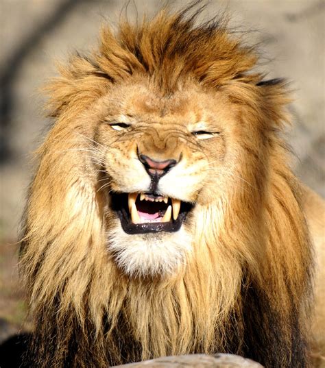 Lion laughing at me | I was laughing right back at him, Then… | Flickr