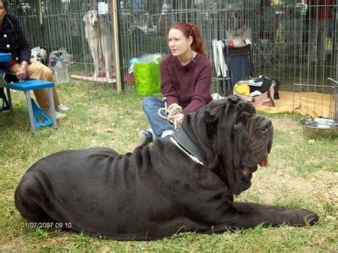 NAIJA PETS: WHAT DO YOU KNOW ABOUT ENGLISH MASTIFF