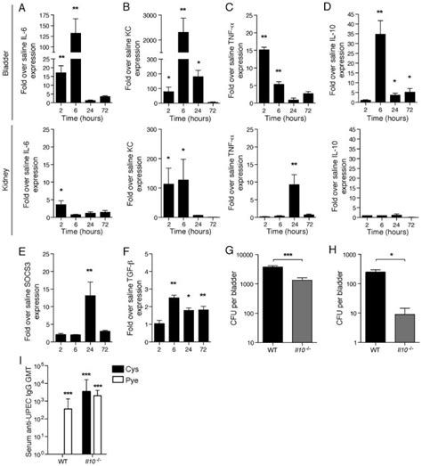 Mast cell interleukin-10 drives localized tolerance in chronic bladder infection. - Abstract ...