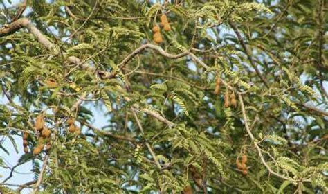 Tamarind Plant