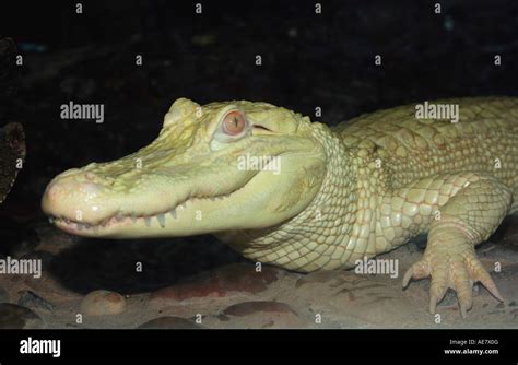 American alligator (Alligator mississippiensis), white alligator, albino Stock Photo - Alamy