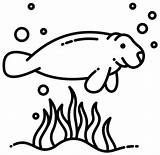 Manatee coloring Page  Free Printable Coloring Pages sketch template