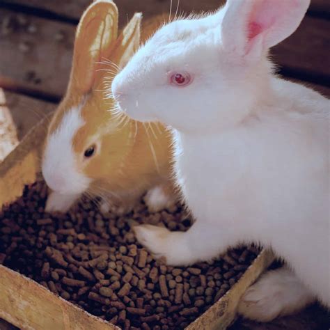 How Much Pellets To Feed a Baby Rabbit? | LaptrinhX / News