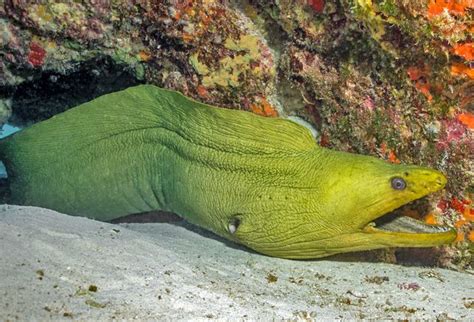 Green Eel - Singapore Reef Club - Marine Reef saltwater Aquarium tank information resources portal