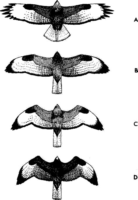 Figure 5 from Flight identification of European raptors | Semantic Scholar