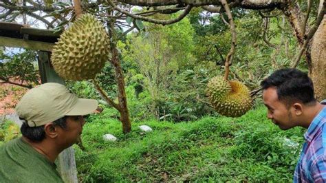 Durian Antap Sari Rajawetan Brebes, Rasakan Sensasi Wisata Makan Durian ...