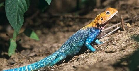 Agama Lizard Care Guide & Species Profile