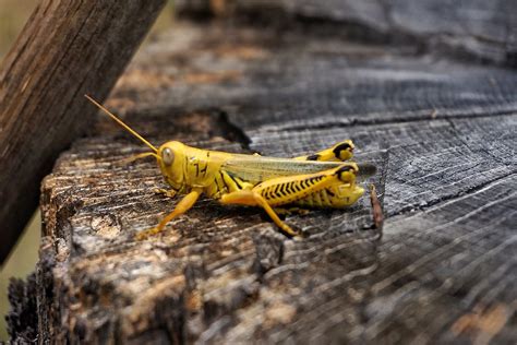 Yellow Grasshopper | kristopher724 | Flickr