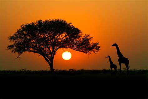 African Grasslands Sunset