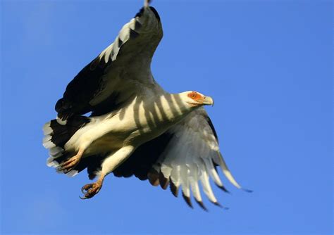 Free Vulture Wings 3 Stock Photo - FreeImages.com