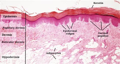 Hypodermis Histology