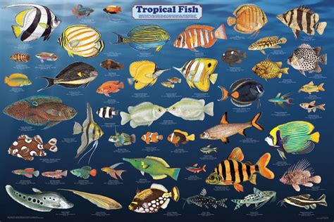 Tropical Freshwater Fish Species Guide