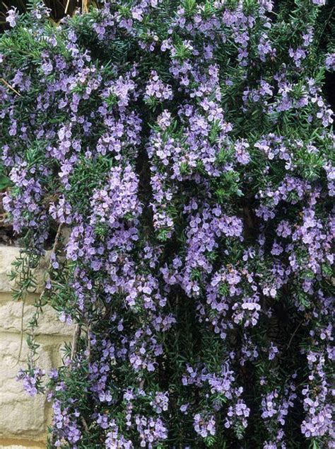 8 Best Creeping Rosemary Varieties