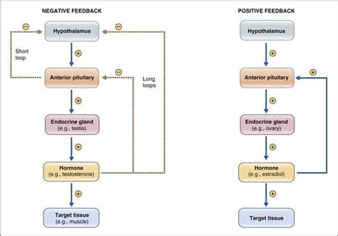 Hormones And Ovulation Feedback Mechanism