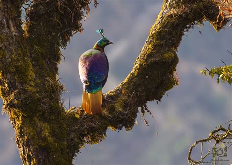 Himalayan Monal Male | Place to shoot, Himalayan, Hill station