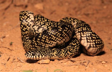 common kingsnake | Texas Wild