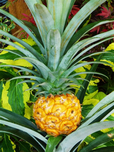 Dwarf Pineapple / Ananas nanus | Beautiful fruits, Ornamental plants, Fruit