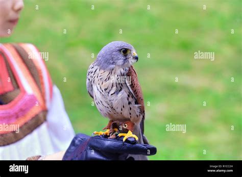 Girl bird costume hi-res stock photography and images - Alamy