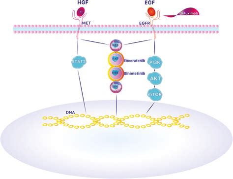 Mechanism of action of cetuximab, encorafenib and binimetinib. BRAF is ...