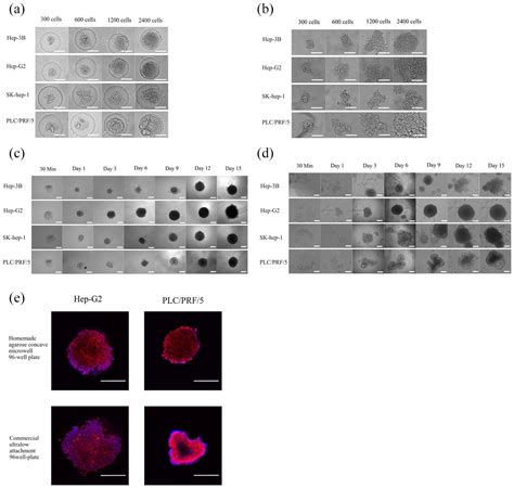 High-throughput three-dimensional spheroid tumor model using a novel stamp-like tool - Wei Liao ...