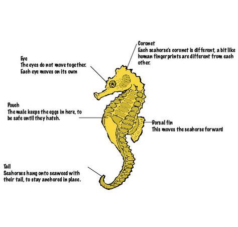 Sea horse anatomy | Seahorse