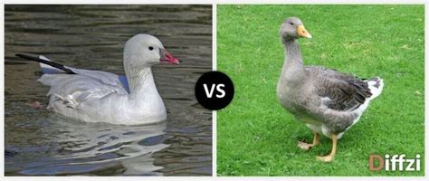 Goose vs. Gander – Diffzi