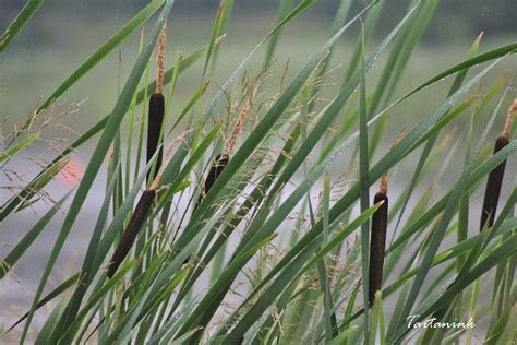 Bulrushes | Plants, Flowers, Nature