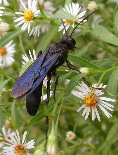 Black hornet insect - Alta California