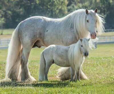 Pink Panther with 'mini-me' friend | Horses, Pretty horses, Big horses