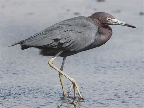 Ardeidae Browse by Family, All About Birds, Cornell Lab of Ornithology