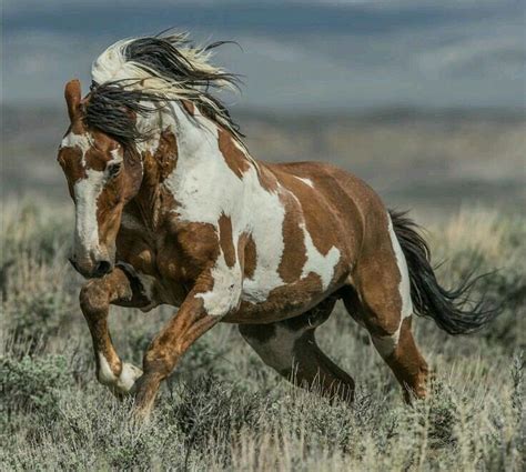 Pin by Val Sams on hoofshu | Wild horses mustangs, Wild horse pictures, Mustang horse