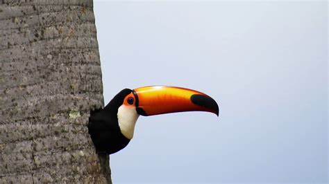 TOCO-TOUCAN in the nest (RAMPHASTOS TOCO), TUCANUÇU, TUCANO-TOCO ...