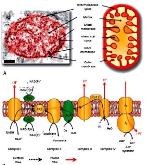 Inner Membrane Of Mitochondria