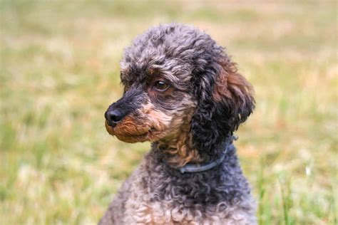 Standard Phantom Poodle Colors – Why Are These Dogs So Rare?